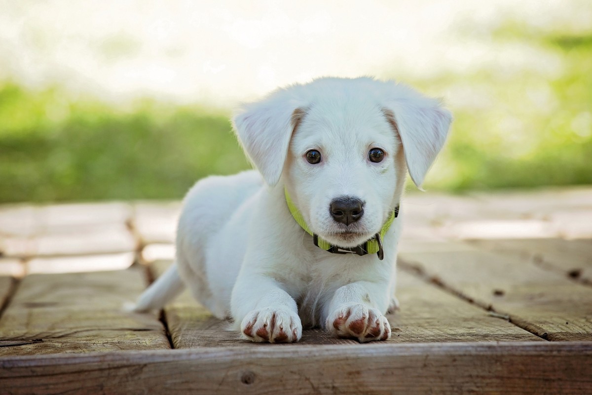 Hundehaftpflichtversicherung