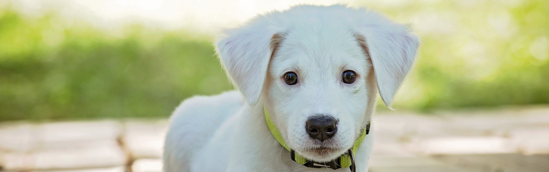 Hundehaftpflichtversicherung